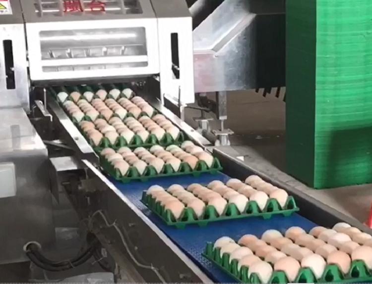 دستگاه بسته بندی تخم مرغ