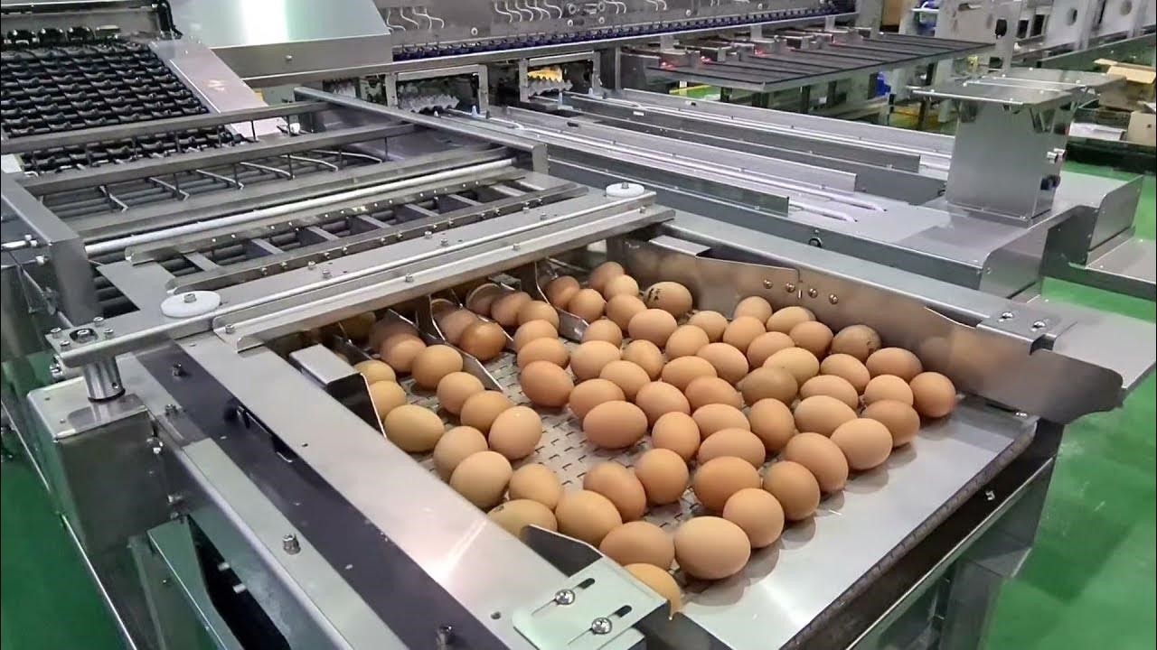 بهترین ایده‌های بسته بندی تخم مرغ برای کسب و کارهای کوچک 