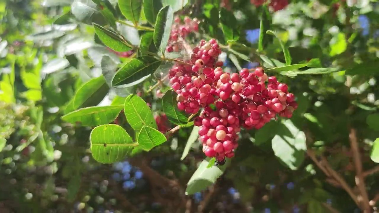 اهمیت بسته بندی زرشک در حفظ کیفیت و جلب مشتری